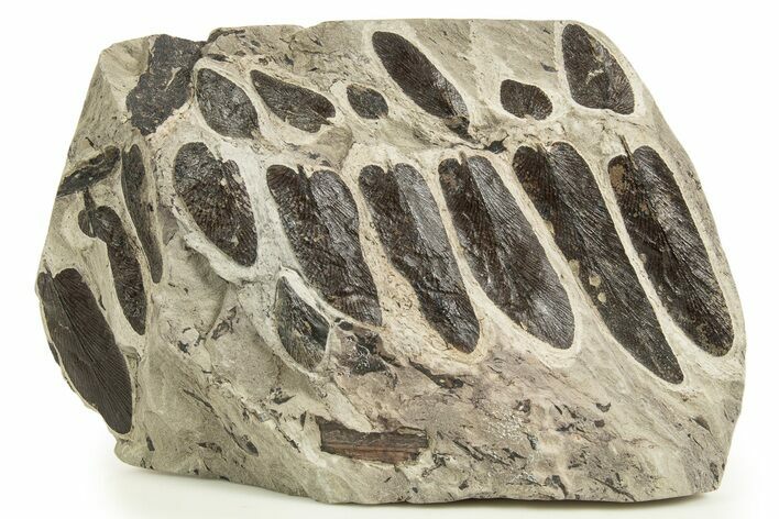Carboniferous Fossil Fern (Neuropteris) Plate - France #338434